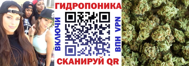 Конопля конопля  Купить закладки  Ладушкин 